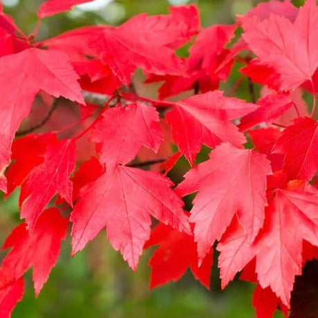 Artar rosu Sun Valley (Acer rubrum), arbore decorativ de toamna, frunzis rosu aprins, creste moderat rapid, rezistent la ger