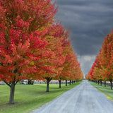 Artar rosu Sun Valley (Acer rubrum), arbore decorativ de toamna, frunzis rosu aprins, creste moderat rapid, rezistent la ger