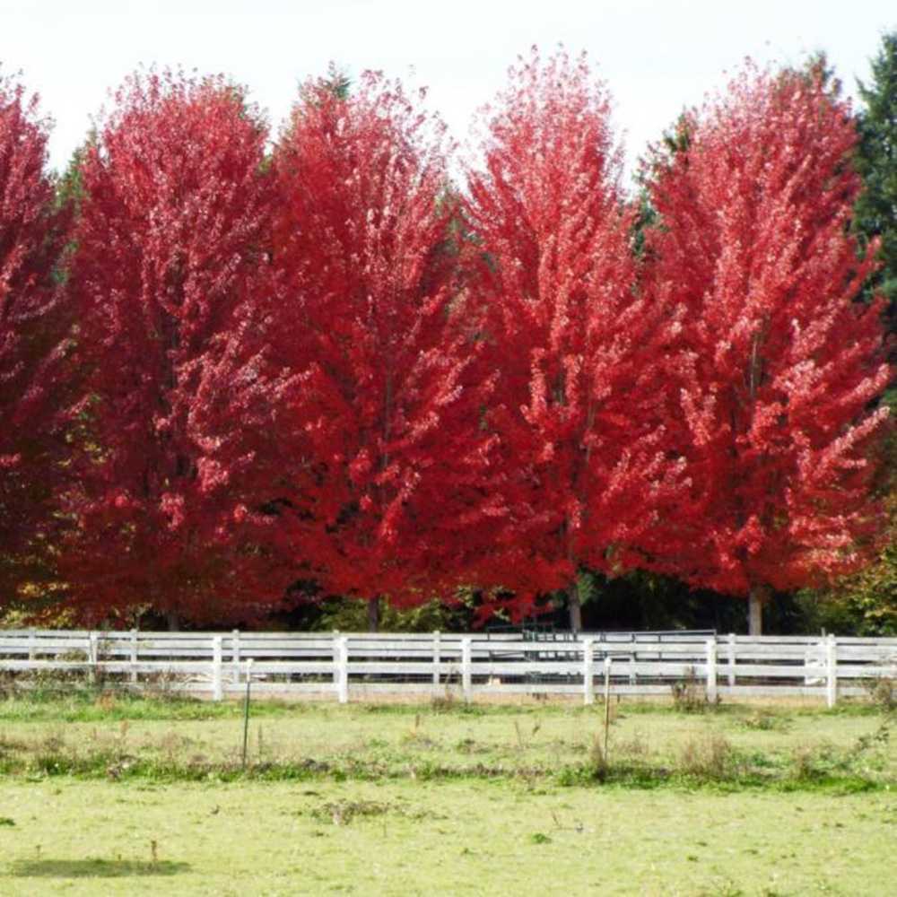 Artar rosu Sun Valley (Acer rubrum), arbore decorativ de toamna, frunzis rosu aprins, creste moderat rapid, rezistent la ger