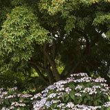 Artar tataresc (Acer tataricum) Ginnala Amur Flame, copac decorativ frunze rosii toamna rezistent la ger