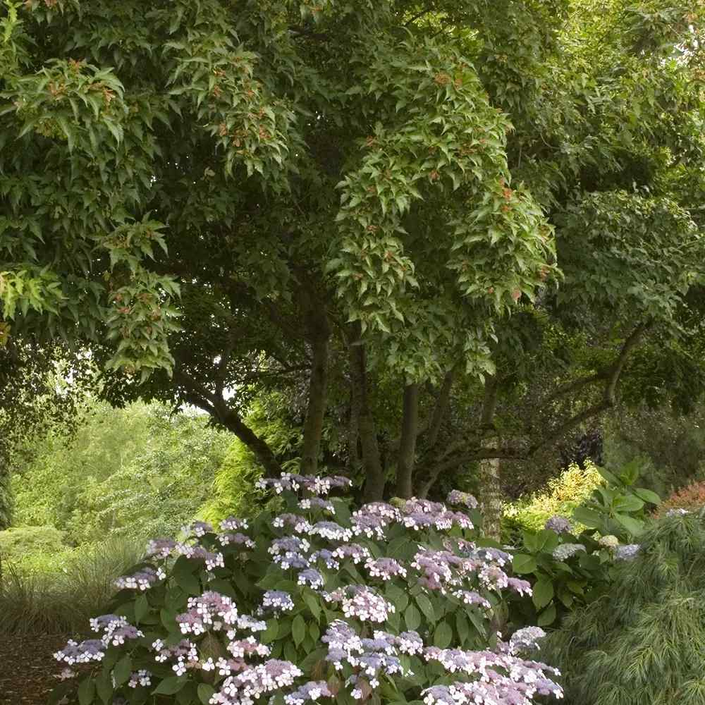 Artar tataresc (Acer tataricum) Ginnala Amur Flame, copac decorativ frunze rosii toamna rezistent la ger