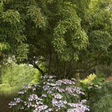 Artar tataresc (Acer tataricum) Ginnala Amur Flame, copac decorativ frunze rosii toamna rezistent la ger