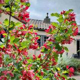 Artar tataresc (Acer tataricum) Ginnala Amur Flame, copac decorativ frunze rosii toamna rezistent la ger