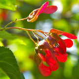 Artar tataresc (Acer tataricum) Ginnala Amur Flame, copac decorativ frunze rosii toamna rezistent la ger