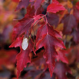 Artar tataresc (Acer tataricum) Ginnala Amur Flame, copac decorativ frunze rosii toamna rezistent la ger