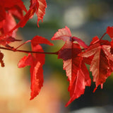 Artar tataresc (Acer tataricum) Ginnala Amur Flame, copac decorativ frunze rosii toamna rezistent la ger