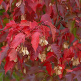 Artar tataresc (Acer tataricum) Ginnala Amur Flame, copac decorativ frunze rosii toamna rezistent la ger