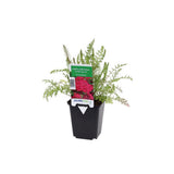Coada Soricelului (Achillea) Cerise Queen, flori roz-rosu, perena rezistenta, inflorire vara