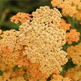Coada Soricelului (Achillea) Terracotta, flori portocaliu, perena rezistenta, inflorire vara