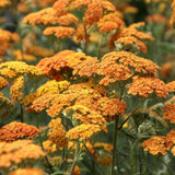 Coada Soricelului (Achillea) Terracotta, flori portocaliu, perena rezistenta, inflorire vara