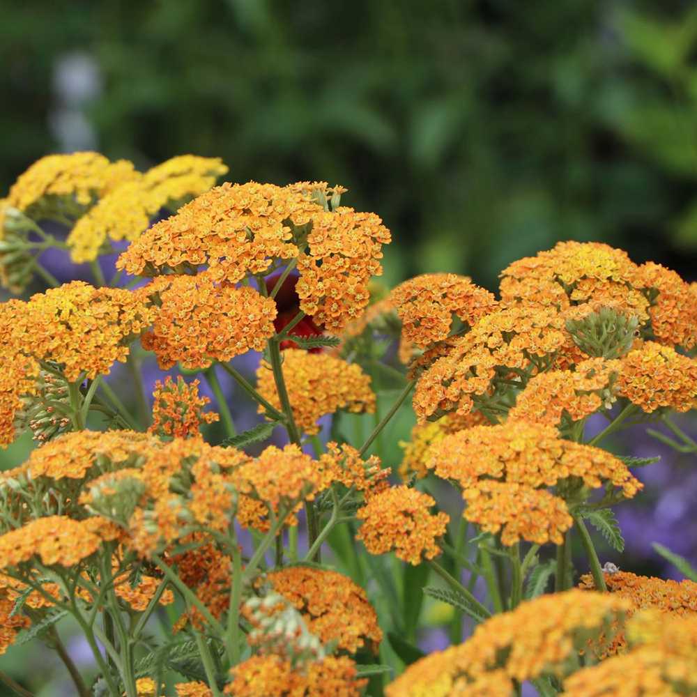 Coada Soricelului (Achillea) Terracotta, flori portocaliu, perena rezistenta, inflorire vara