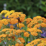 Coada Soricelului (Achillea) Terracotta, flori portocaliu, perena rezistenta, inflorire vara