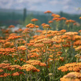 Coada Soricelului (Achillea) Terracotta, flori portocaliu, perena rezistenta, inflorire vara