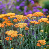 Coada Soricelului (Achillea) Terracotta, flori portocaliu, perena rezistenta, inflorire vara