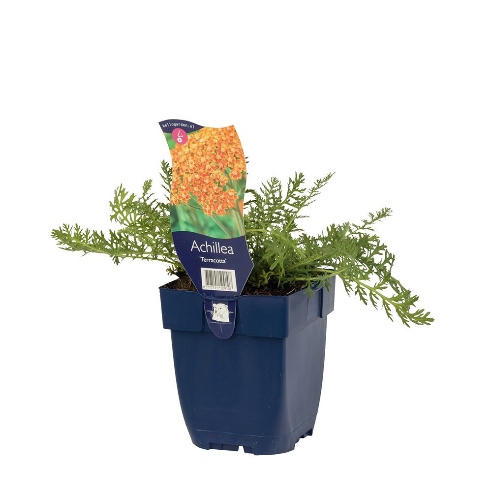 Coada Soricelului (Achillea) Terracotta, flori portocaliu, perena rezistenta, inflorire vara