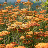 Coada Soricelului (Achillea) Terracotta, flori portocaliu, perena rezistenta, inflorire vara