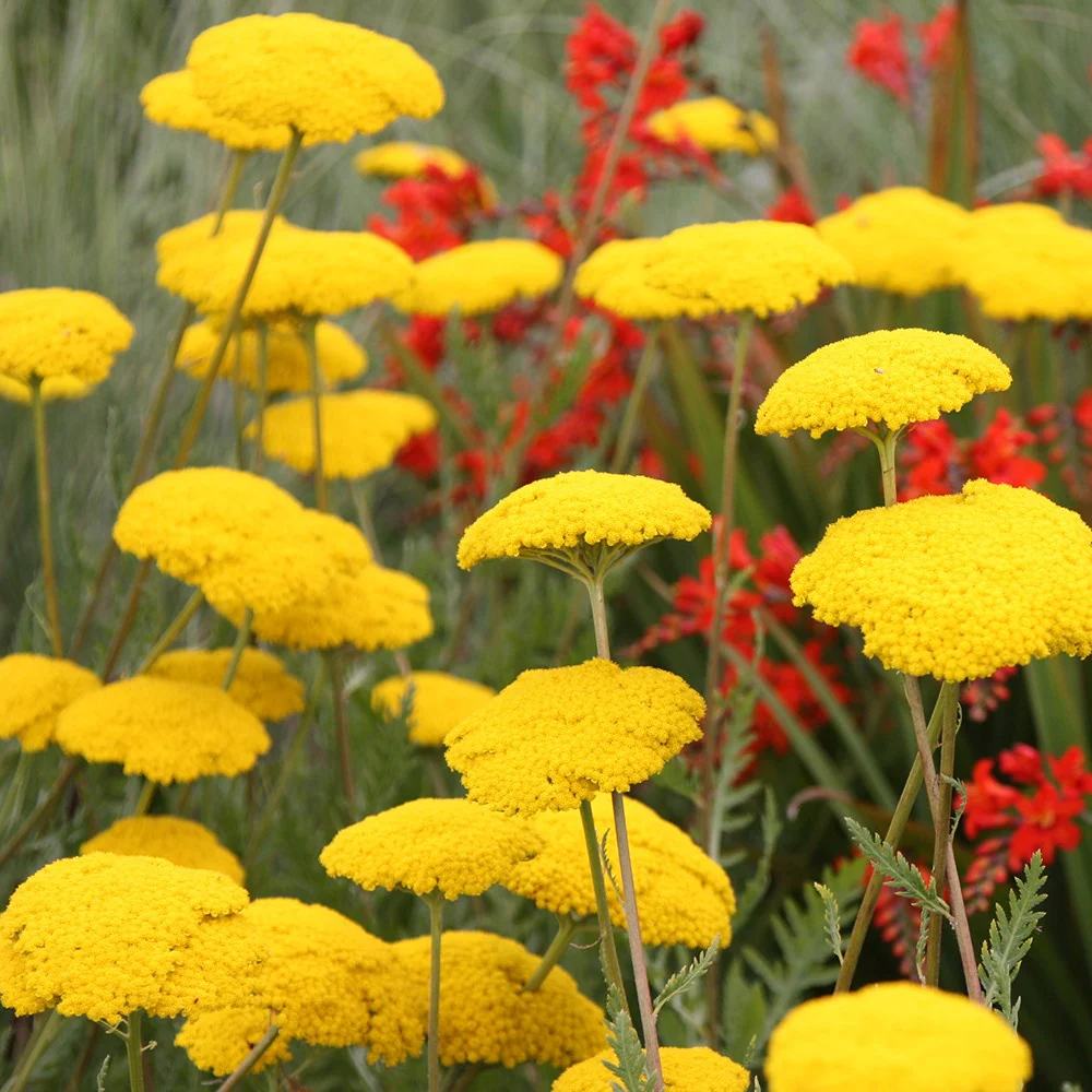 Coada Soricelului galbena (Achillea) Cloth of Gold, flori aurii, perena rezistenta, inflorire vara