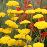 Coada Soricelului galbena (Achillea) Cloth of Gold, flori aurii, perena rezistenta, inflorire vara