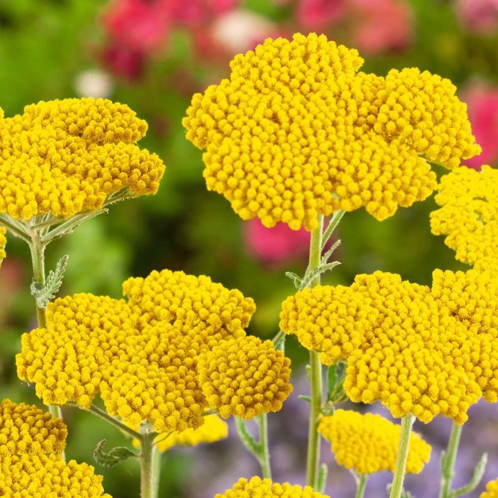 Coada Soricelului galbena (Achillea) Cloth of Gold, flori aurii, perena rezistenta, inflorire vara