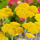 Coada Soricelului galbena (Achillea) Cloth of Gold, flori aurii, perena rezistenta, inflorire vara