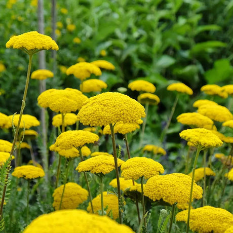Coada Soricelului galbena (Achillea) Cloth of Gold, flori aurii, perena rezistenta, inflorire vara