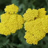Coada Soricelului galbena (Achillea) Cloth of Gold, flori aurii, perena rezistenta, inflorire vara