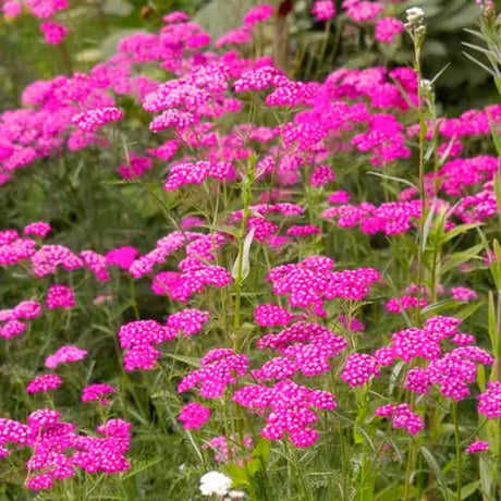 Coada Soricelului (Achillea) Cerise Queen, flori roz-rosu, perena rezistenta, inflorire vara