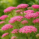 Coada Soricelului (Achillea) Cerise Queen, flori roz-rosu, perena rezistenta, inflorire vara