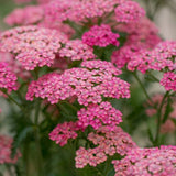 Coada Soricelului (Achillea) Cerise Queen, flori roz-rosu, perena rezistenta, inflorire vara
