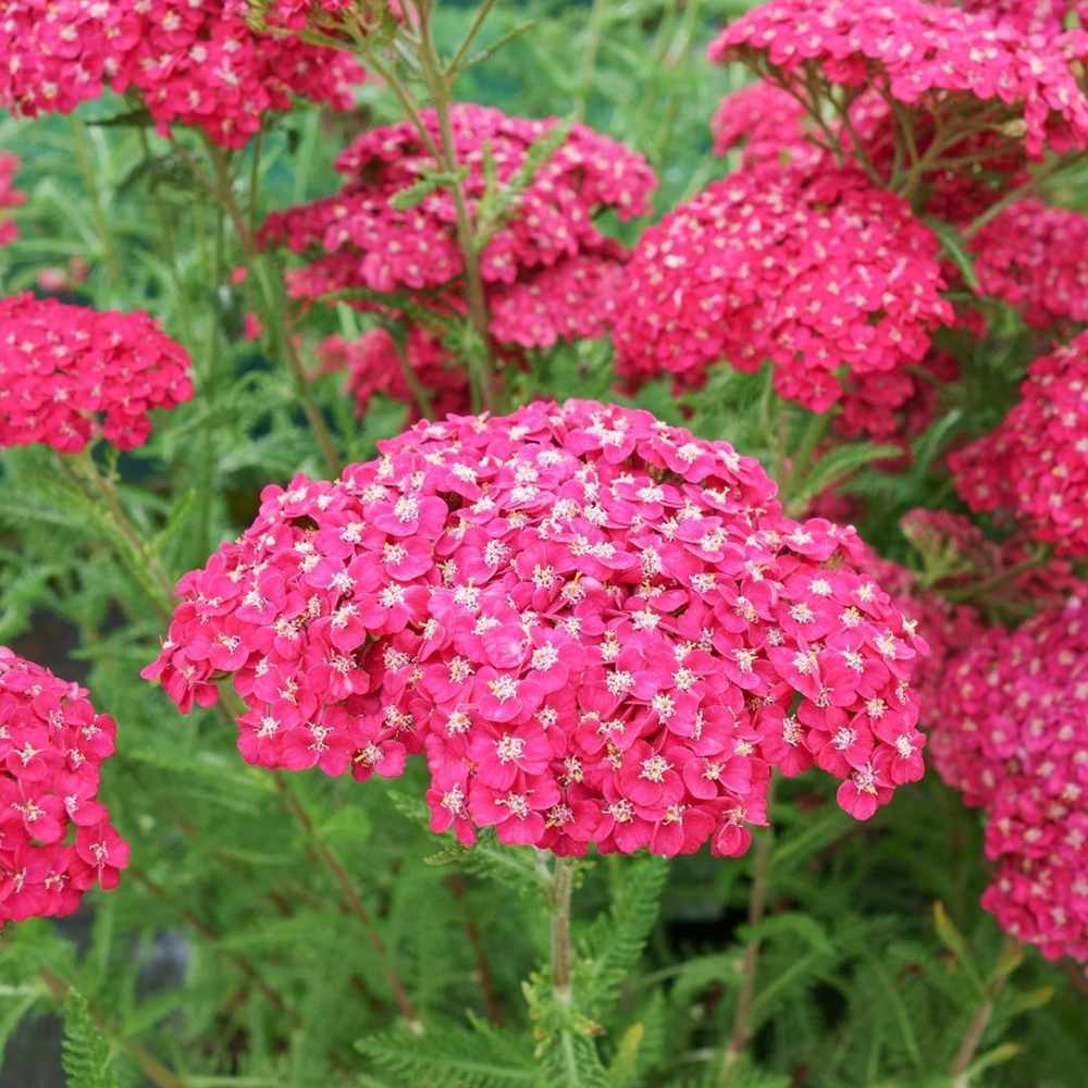 Coada Soricelului (Achillea) Cerise Queen, flori roz-rosu, perena rezistenta, inflorire vara