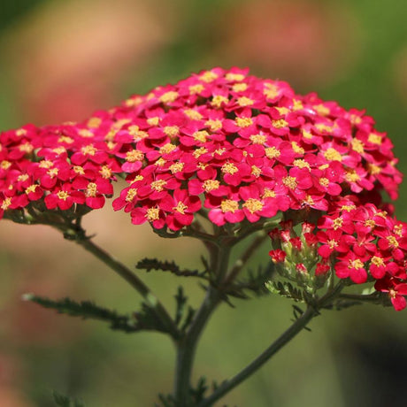 Coada Soricelului (Achillea) Paprika, flori rosu, perena rezistenta, inflorire vara