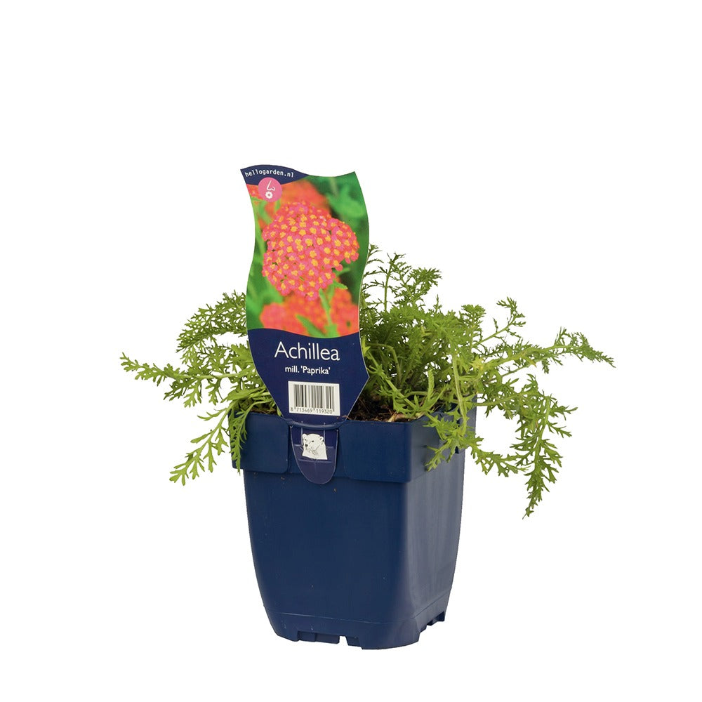 Coada Soricelului (Achillea) Paprika, flori rosu, perena rezistenta, inflorire vara