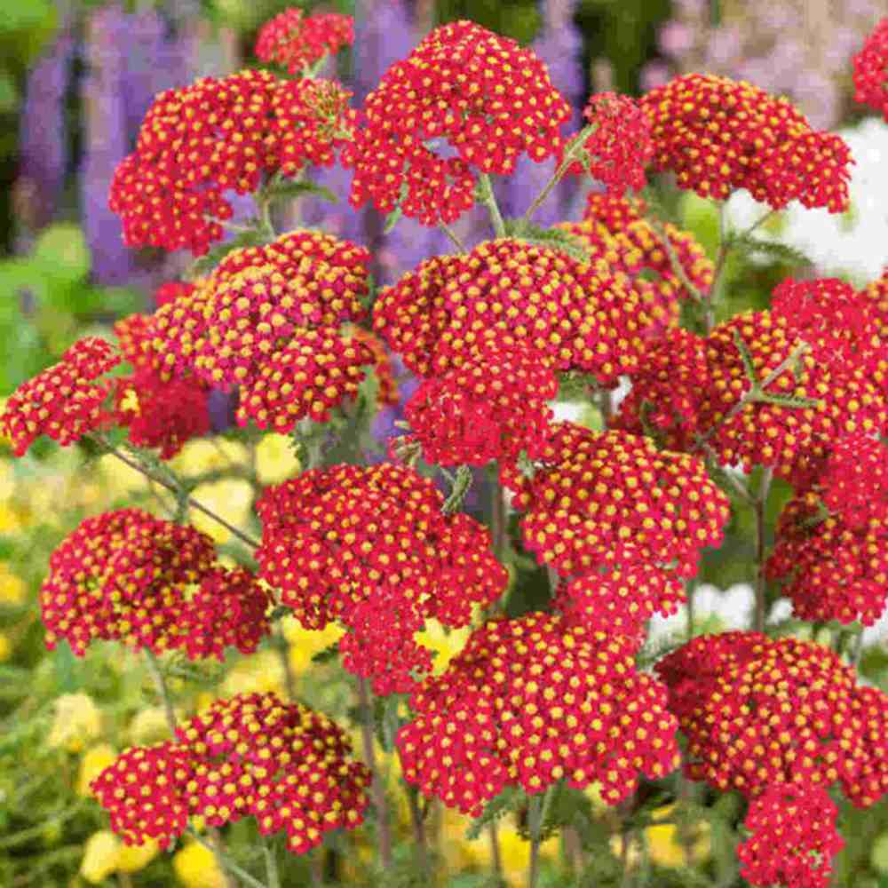 Coada Soricelului (Achillea) Paprika, flori rosu, perena rezistenta, inflorire vara