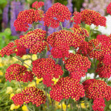 Coada Soricelului (Achillea) Paprika, flori rosu, perena rezistenta, inflorire vara