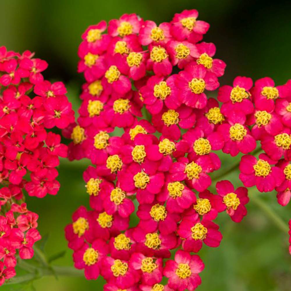 Coada Soricelului (Achillea) Paprika, flori rosu, perena rezistenta, inflorire vara