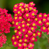 Coada Soricelului (Achillea) Paprika, flori rosu, perena rezistenta, inflorire vara