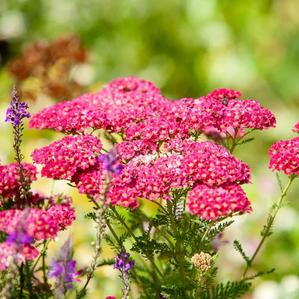 Coada Soricelului (Achillea) Paprika, flori rosu, perena rezistenta, inflorire vara
