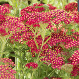 Coada Soricelului (Achillea) Paprika, flori rosu, perena rezistenta, inflorire vara