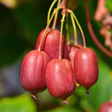 Kiwi de Siberia Geneva (Actinidia arguta), autofertil, cu fructe dulci rosii parfumate, bogate in vitamina C