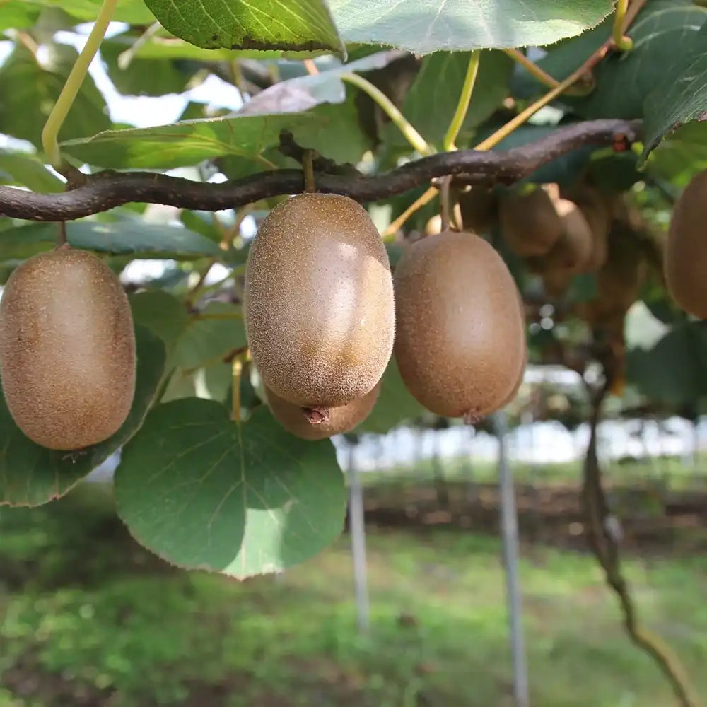 Kiwi de Siberia Goldkiwi (Actinidia arguta), autofertil, cu fructe dulci aurii, bogate in vitamina C