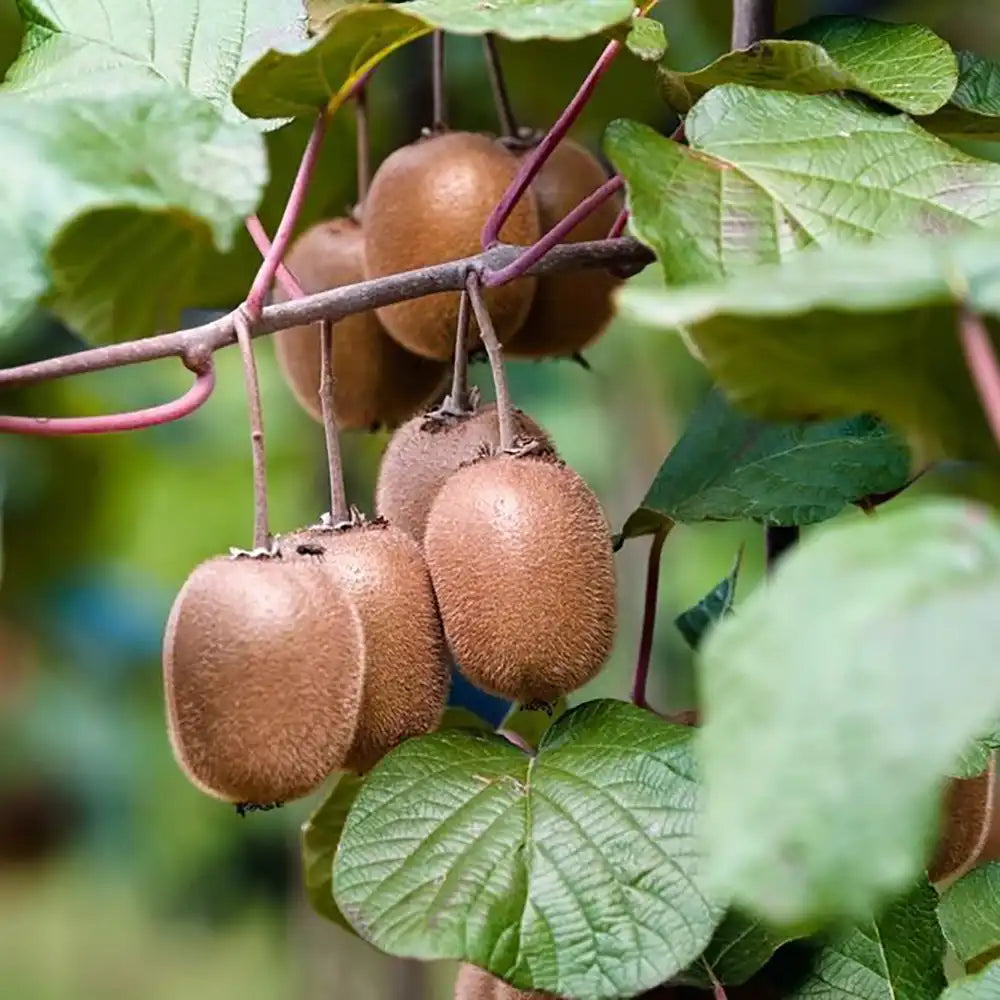 Kiwi de Siberia Atlas (Actinidia arguta), autofertil, cu fructe mici dulci, bogate in vitamina C