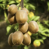 Kiwi de Siberia Hayward (Actinidia arguta), autofertil, cu fructe dulci, bogate in vitamina C