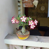 Trandafirul desertului Baobab Bonsai (Adenium), 25 cm
