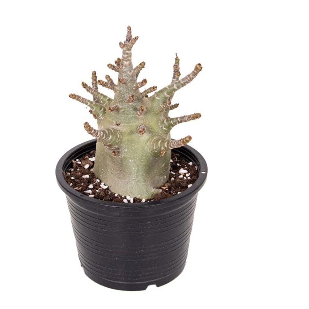 Trandafirul desertului Baobab Bonsai (Adenium), 25 cm