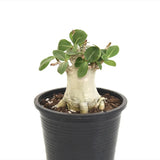 Trandafirul desertului Baobab Bonsai (Adenium), 25 cm