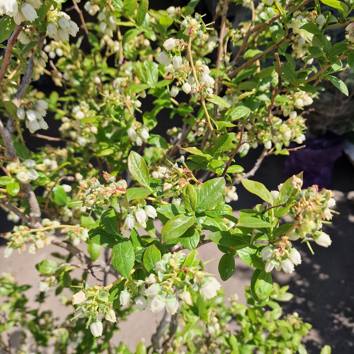 Afin Duke (Vaccinium corymbosum), afin american productiv, fructe mari, coacere timpurie, an 6 pe rod - 150 cm