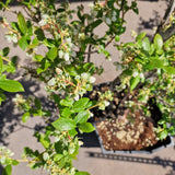 Afin Duke (Vaccinium corymbosum), afin american productiv, fructe mari, coacere timpurie, an 6 pe rod - 150 cm