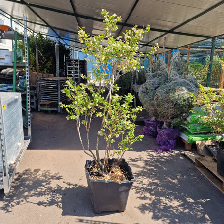 Afin Duke (Vaccinium corymbosum), afin american productiv, fructe mari, coacere timpurie, an 6 pe rod