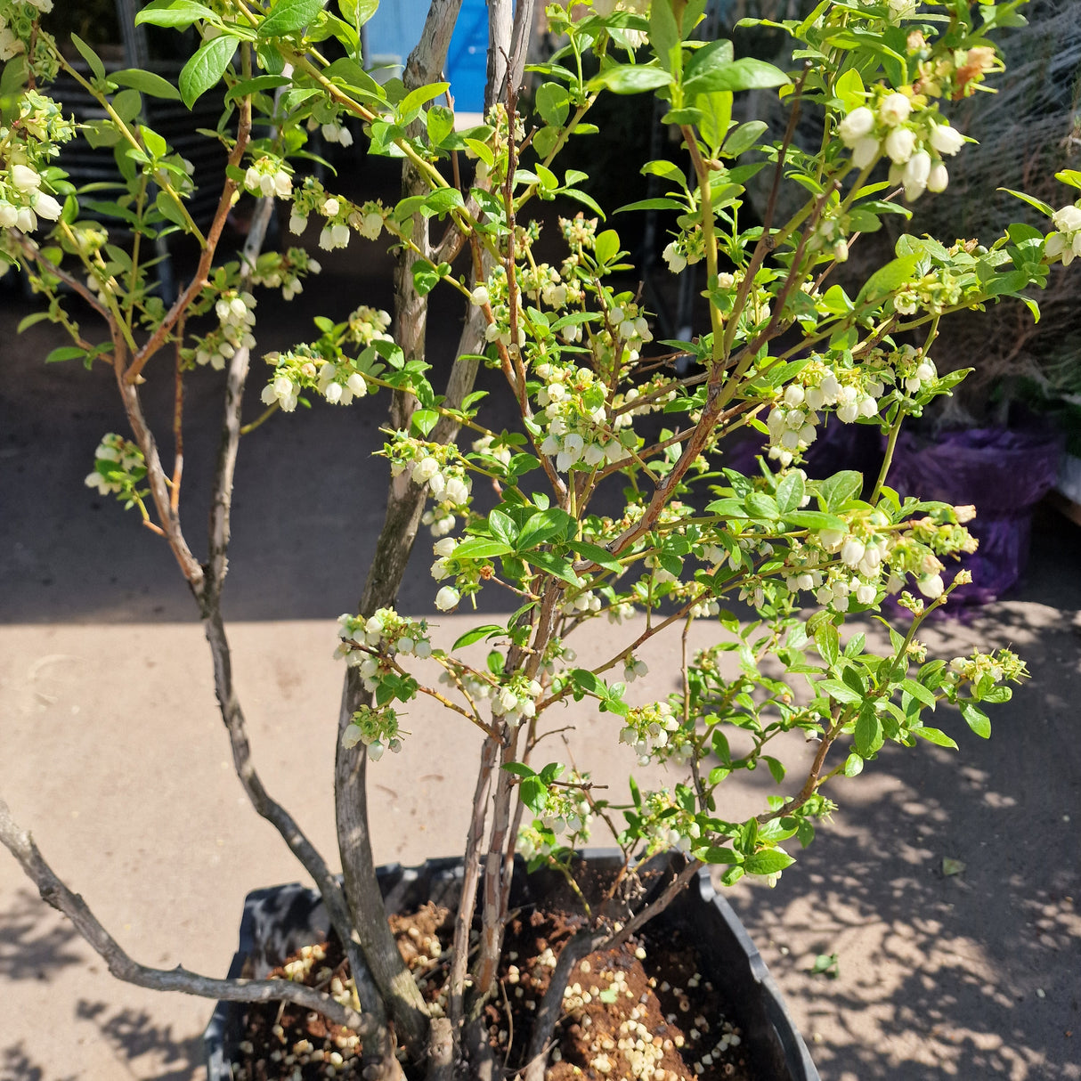 Afin Duke (Vaccinium corymbosum), afin american productiv, fructe mari, coacere timpurie, an 6 pe rod - 150 cm