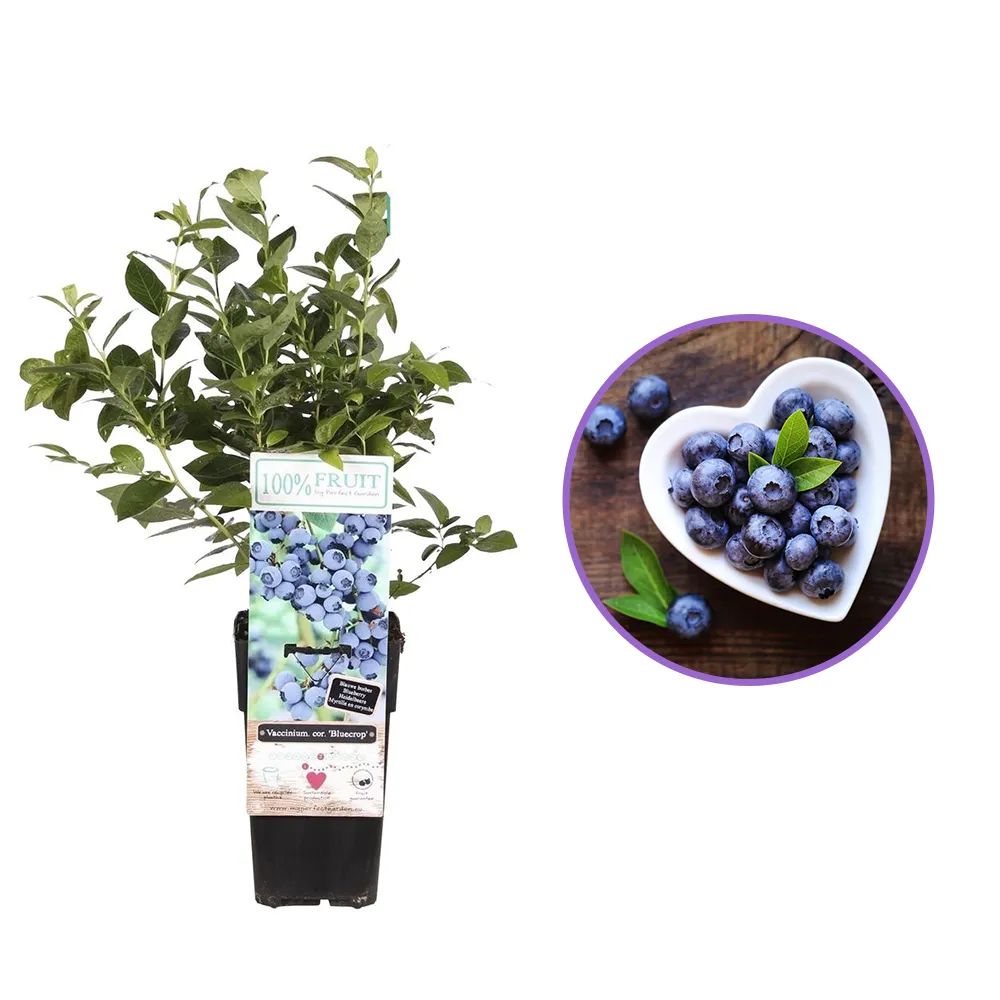 Afin Mediu-Tarziu Bluegold (Vaccinium corymbosum), cu fructe dulci, an 1 pe rod
